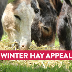 winter-hay